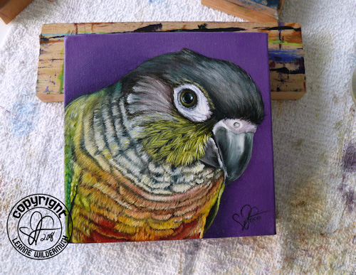 custom bird parrot portrait oil painting leanne wildermuth Yellow-Sided Green Cheeked Conure