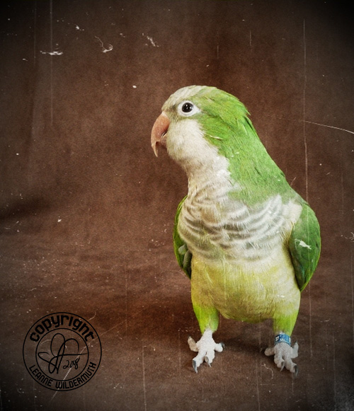 quintin quaker parrot portrait photo leanne wildermuth