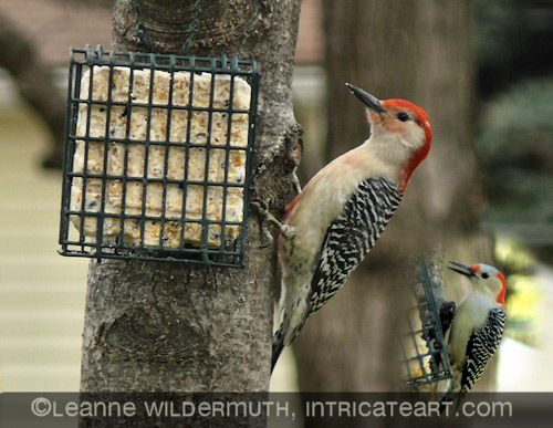 red bellied woodpecker red head white head male female photograph leanne wildermuth' class=