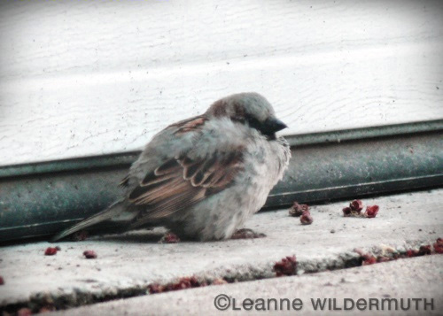 house sparrow photo hunkered down molting poof ball' class=