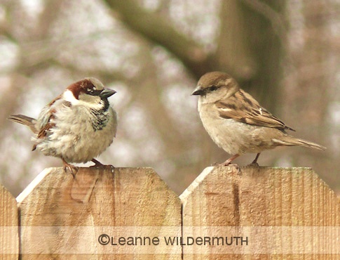 house sparrow gendering male female' class=