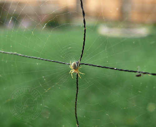 tiny spider in center web net leanne wildermuth