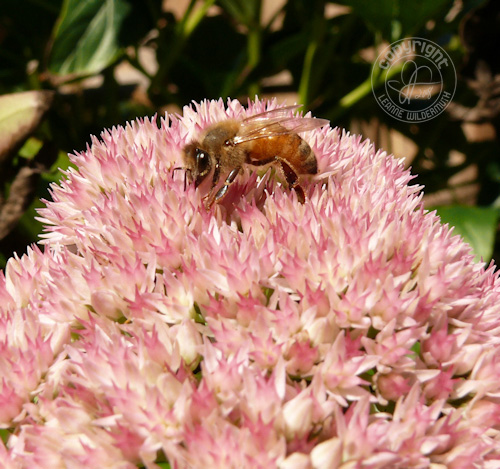 stonecrop sedum honeybee leanne wildermuth