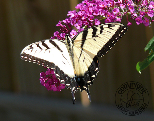 western tiger swallowtail butterfly photo 1 leanne wildermuth