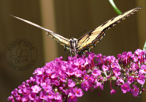western tiger swallowtail butterfly photo 10 leanne wildermuth