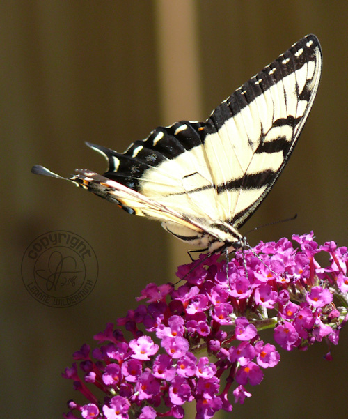 western tiger swallowtail butterfly photo 11 leanne wildermuth