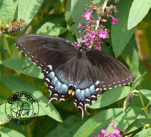 black swallowtail butterfly photo 1 leanne wildermuth