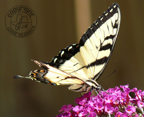 western tiger swallowtail butterfly photo 2 leanne wildermuth