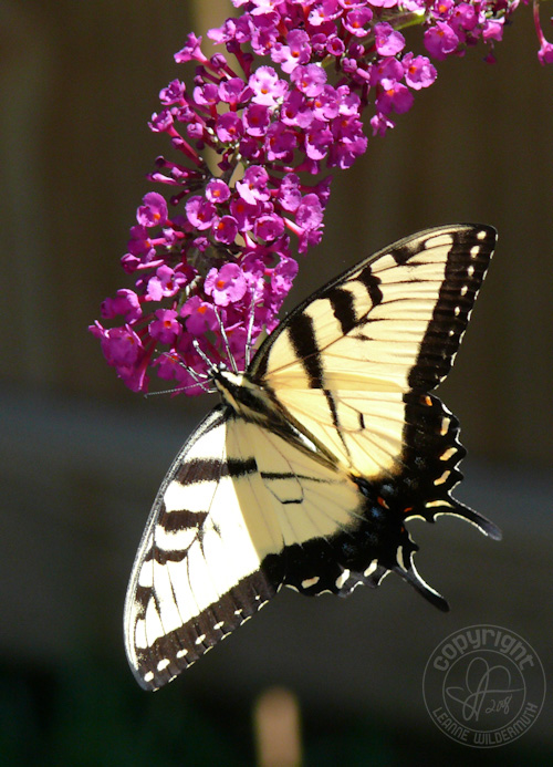 western tiger swallowtail butterfly photo 5 leanne wildermuth
