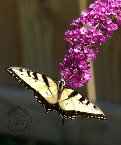 western tiger swallowtail butterfly photo 6 leanne wildermuth