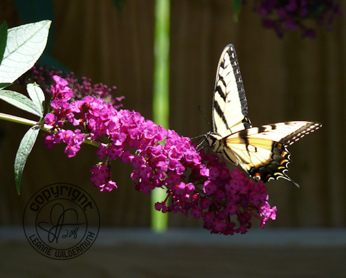 western tiger swallowtail butterfly photo 7 leanne wildermuth