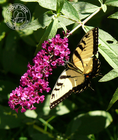 western tiger swallowtail butterfly photo 8 leanne wildermuth