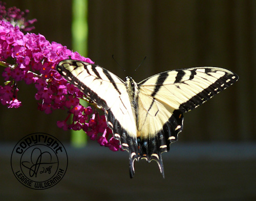 western tiger swallowtail butterfly photo 9 leanne wildermuth