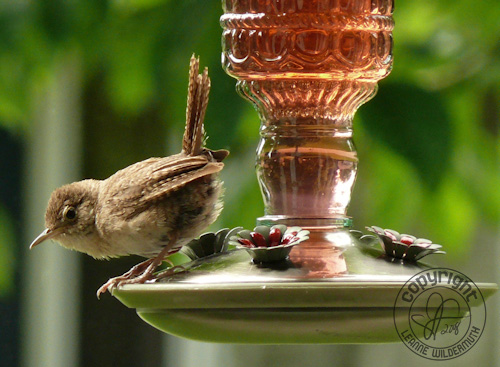house wren on hummingbird feeder